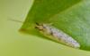 Hemerobius sp.